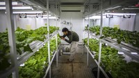 Budi daya pertanian dengan metode container farming ini dinilai cocok untuk kehidupan masyarakat urban di Ibu Kota.