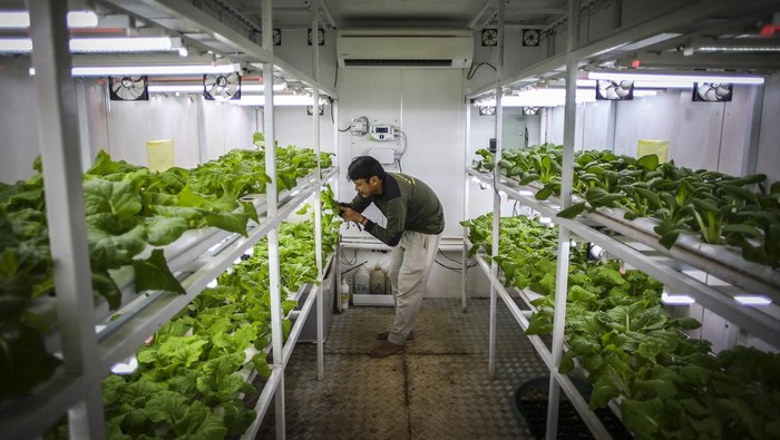 Petugas merawat tanaman yang dibudidayakan dengan metode container farming di Agro Edukasi Wisata Ragunan, Jakarta, Rabu (3/1/2024). Budi daya tanaman pertanian tanpa tanah dengan menggunakan sinar UV di dalam kontainer tersebut bertujuan sebagai media alternatif untuk bercocok tanam di Jakarta. ANTARA FOTO/Rivan Awal Lingga/tom.
