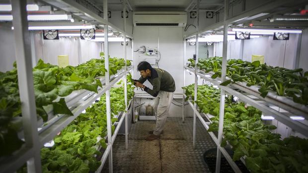 Pertanian Perkotaan dengan Metode Container Farming Petugas merawat tanaman yang dibudidayakan dengan metode container farming di Agro Edukasi Wisata Ragunan, Jakarta, Rabu (3/1/2024). Budi daya tanaman pertanian tanpa tanah dengan menggunakan sinar UV di dalam kontainer tersebut bertujuan sebagai media alternatif untuk bercocok tanam di Jakarta. ANTARA FOTO/Rivan Awal Lingga/tom.