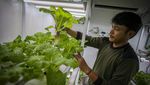 Melihat Budi Daya Sayur dengan Metode Container Farming