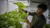 Petugas merawat tanaman yang dibudidayakan dengan metode container farming di Agro Edukasi Wisata Ragunan, Jakarta, Rabu (3/1/2024).