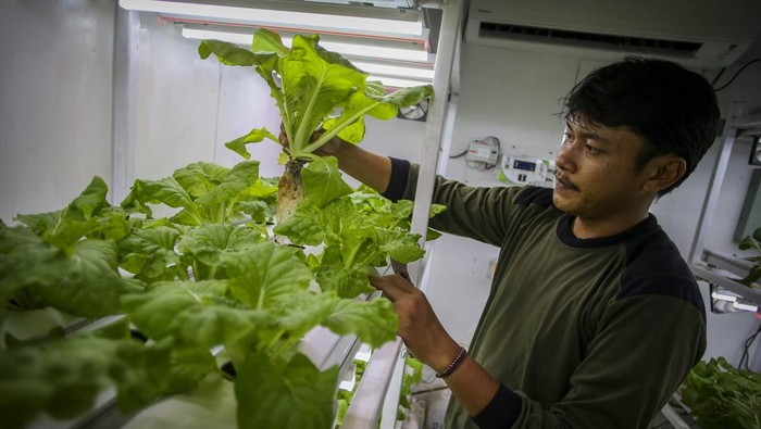 Pertanian Perkotaan dengan Metode Container Farming Petugas merawat tanaman yang dibudidayakan dengan metode container farming di Agro Edukasi Wisata Ragunan, Jakarta, Rabu (3/1/2024). Budi daya tanaman pertanian tanpa tanah dengan menggunakan sinar UV di dalam kontainer tersebut bertujuan sebagai media alternatif untuk bercocok tanam di Jakarta. ANTARA FOTO/Rivan Awal Lingga/tom.