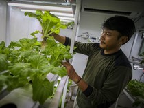 Melihat Budi Daya Sayur dengan Metode Container Farming