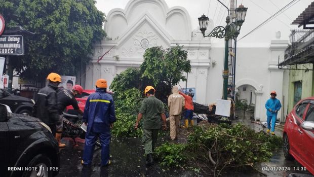 Pohon tumbang di Plengkung Wijilan, Kota Jogja, Kamis (4/1/2024).