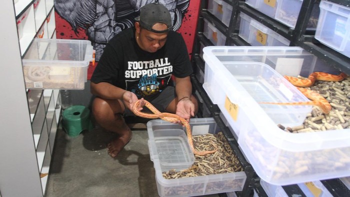 Raup Cuan Lewat Budi Daya Ular di Malang Peternak memeriksa kesehatan ular jagung (Pantherophis guttatus) yang dibudidayakan di Jong Java Reptile di Tegalweru, Malang, Jawa Timur, Kamis (4/1/2024). Peternak mengatakan per bulan mampu menjual sedikitnya 15 ekor berbagai anakan ular tidak berbisa dari famili Colubridae yakni ular jagung (Pantherophis guttatus), ular susu (Lampropeltis triangulum) serta ular raja (Lampropeltis elapsoides) melalui pasar digital ke berbagai kota di manca negara maupun domestik sebagai hewan peliharaan maupun satwa kontes dengan harga Rp700 ribu hingga Rp30 juta per ekor tergantung keindahan sisiknya. ANTARA FOTO/Ari Bowo Sucipto