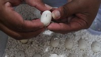 Ular-ular itu dijual dengan harga Rp700 ribu hingga Rp30 juta per ekor tergantung keindahan sisiknya. 