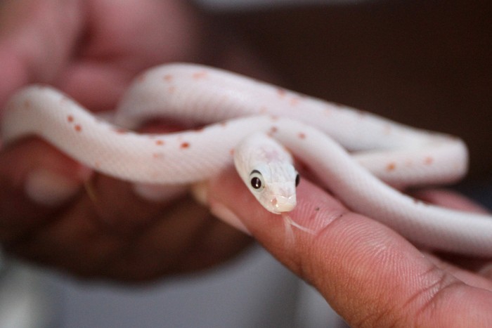 Peternak memeriksa kesehatan ular  jagung (Pantherophis guttatus) yang dibudidayakan di Jong Java Reptile di Tegalweru, Malang, Jawa Timur, Kamis (4/1/2024). Peternak mengatakan per bulan mampu menjual sedikitnya 15 ekor berbagai anakan ular tidak berbisa dari famili Colubridae yakni ular jagung (Pantherophis guttatus), ular susu (Lampropeltis triangulum) serta ular raja (Lampropeltis elapsoides) melalui pasar digital ke berbagai kota di manca negara maupun domestik sebagai hewan peliharaan maupun satwa kontes dengan harga Rp700 ribu hingga Rp30 juta per ekor  tergantung keindahan sisiknya. ANTARA FOTO/Ari Bowo Sucipto