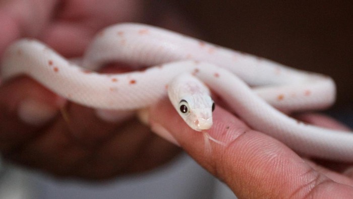 Peternak memeriksa kesehatan ular  jagung (Pantherophis guttatus) yang dibudidayakan di Jong Java Reptile di Tegalweru, Malang, Jawa Timur, Kamis (4/1/2024). Peternak mengatakan per bulan mampu menjual sedikitnya 15 ekor berbagai anakan ular tidak berbisa dari famili Colubridae yakni ular jagung (Pantherophis guttatus), ular susu (Lampropeltis triangulum) serta ular raja (Lampropeltis elapsoides) melalui pasar digital ke berbagai kota di manca negara maupun domestik sebagai hewan peliharaan maupun satwa kontes dengan harga Rp700 ribu hingga Rp30 juta per ekor  tergantung keindahan sisiknya. ANTARA FOTO/Ari Bowo Sucipto