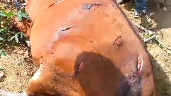Enam ekor sapi di Lampung Tengah dibacok petani jagung yang kesal karena kebunnya dirusak sapi-sapi tersebut.