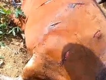 Petani Jagung di Lampung Tengah Bacok 6 Sapi gegara Kesal Kebun Dirusak