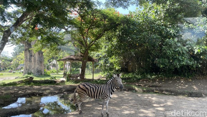 Taman Safari Bali