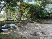 Bisa Lho Taman Safari Date di Bali, Cek Harga Tiket dan Jam Operasional