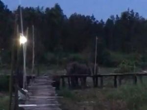 Gajah yang Masuk Permukiman di OKI Ternyata Sudah 1 Bulan Buat Resah Warga