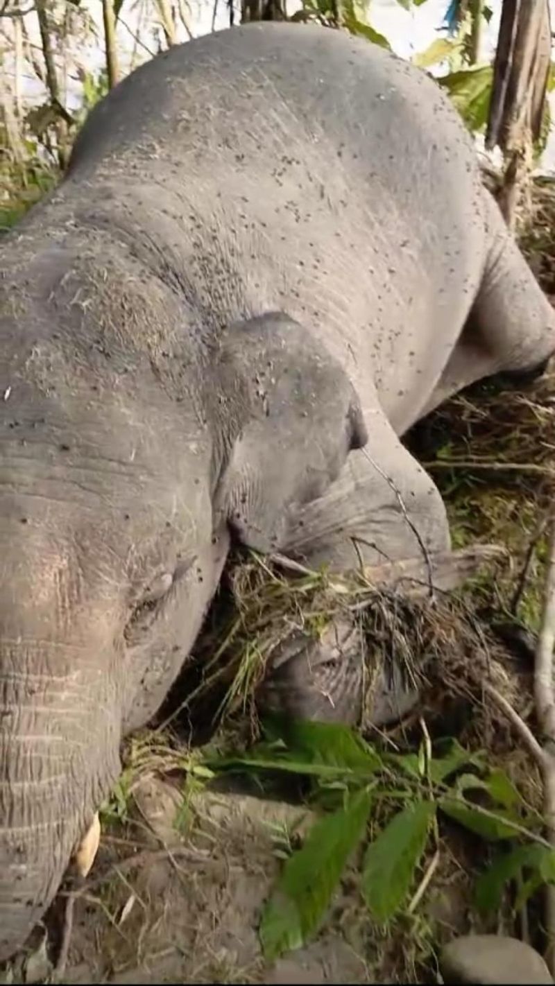 Anak gajah ditemukan mati usai hanyut terbawa arus banjir di Merangin.