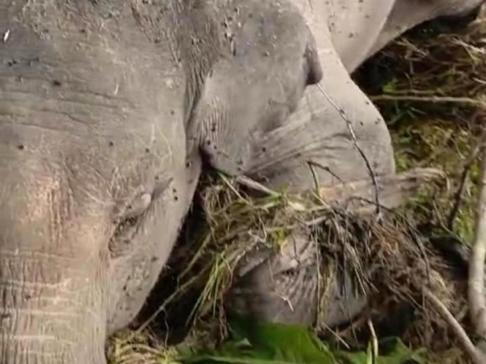 Anak gajah ditemukan mati usai hanyut terbawa arus banjir di Merangin.