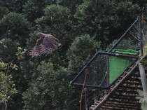 Kalina, Elang Jawa yang Kini Bisa Terbang Bebas di Hutan Gunung Gede