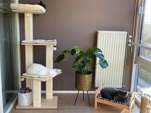 4 Cara Cegah Kucing Rusak Perabotan di Rumah