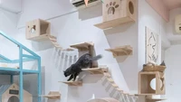 Kalau kamu punya kucing yang lumayan aktif, nggak ada salahnya bikin area bermain untuk kucing di rumah. Foto: Instagram @styledbypt Via The Spruce