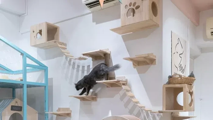 inspirasi ruangan untuk kucing di rumah/via The Spruce