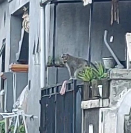 Kera yang berkeliaran di Perumahan Tuakilang dan Celagi, Tabanan. (Tangkapan layar)