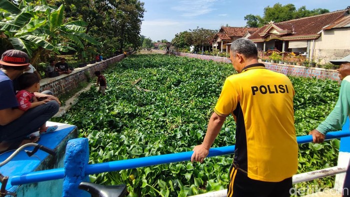 Lautan eceng gondok di Ponorogo