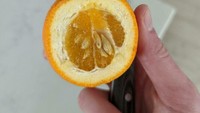 Buah jeruk yang menyegarkan menjadi menyedihkan bagi netizen ini. Saat mengupas jeruknya ia mendapatkan buah yang terlalu tebal kulitnya. Foto: Boredpanda