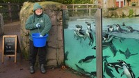 Saat melakukan sensus tahunan, beberapa hewan membantu penjaganya, dan koloni 74 penguin Humboldt mengantri dengan sabar untuk dihitung.  