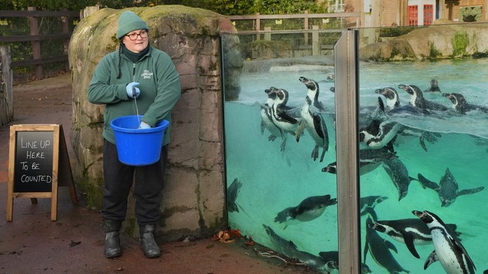 Momen Gemas Menghitung Penghuni Kebun Binatang London A keeper counts the Zebras during the stock take at ZSL London Zoo, in London, Wednesday, Jan. 3, 2024. The conservation zoo is home to more than 300 different species, from endangered Galapagos giant tortoises and Asiatic lions to critically endangered Sumatran tigers β all of which will be logged and recorded as part of the zoo's annual licence requirement. (AP Photo/Kirsty Wigglesworth)