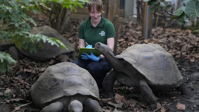 A keeper counts the Zebras during the stock take at ZSL London Zoo, in London, Wednesday, Jan. 3, 2024. The conservation zoo is home to more than 300 different species, from endangered Galapagos giant tortoises and Asiatic lions to critically endangered Sumatran tigers – all of which will be logged and recorded as part of the zoo's annual licence requirement. (AP Photo/Kirsty Wigglesworth)