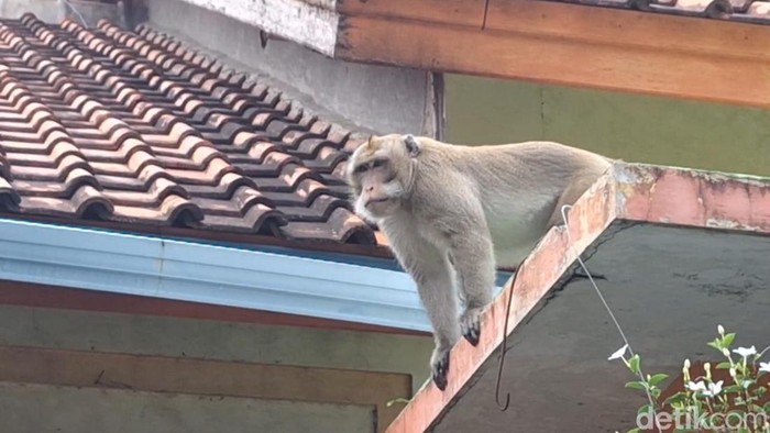 Warga di Dusun Balutan, Kelurahan Purwoharjo, Kecamatan Comal, Pemalang, dihebohkan kehadiran seekor monyet ekor panjang pada Jumat (5/1/2024).