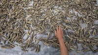 Produksi teripang kering yang dipasarkan ke beberapa negara seperti Tiongkok, Korea, Malaysia dan Singapura itu digunakan untuk bahan baku obat-obatan, kosmetik serta bahan makanan.