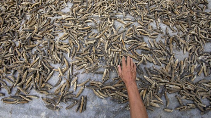 Pekerja menyiapkan teripang laut sebelum dikeringkan di Indramayu, Jawa Barat, Jumat (5/1/2024). Produksi teripang kering yang dipasarkan ke beberapa negara seperti Tiongkok, Korea, Malaysia dan Singapura itu digunakan untuk bahan baku obat-obatan, kosmetik serta bahan makanan yang dijual Rp100 ribu hingga Rp500 ribu per kilogram. ANTARA FOTO/Dedhez Anggara/aww.
