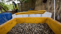 Harga yang dijual berkisar antara Rp 100 ribu hingga Rp 500 ribu per kilogram.