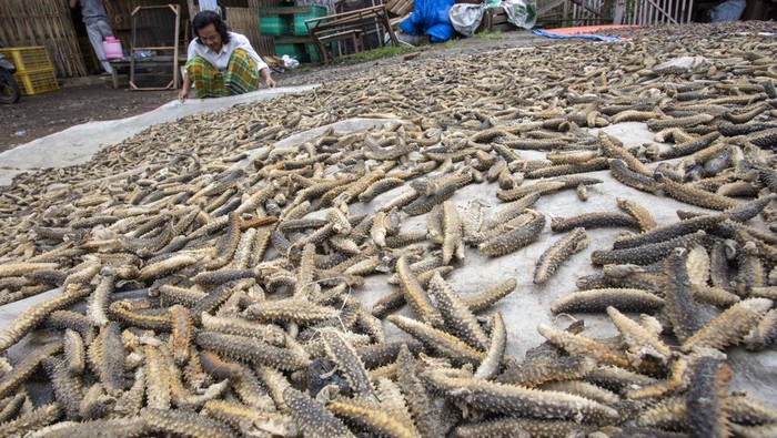 Pekerja menyiapkan teripang laut sebelum dikeringkan di Indramayu, Jawa Barat, Jumat (5/1/2024). Produksi teripang kering yang dipasarkan ke beberapa negara seperti Tiongkok, Korea, Malaysia dan Singapura itu digunakan untuk bahan baku obat-obatan, kosmetik serta bahan makanan yang dijual Rp100 ribu hingga Rp500 ribu per kilogram. ANTARA FOTO/Dedhez Anggara/aww.