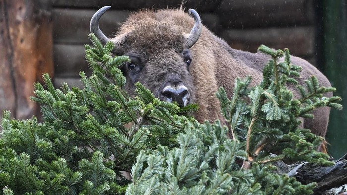Reindeer eat Christmas trees at the annual Christmas tree feeding at Berlin Zoo, in Berlin, Thursday Jan. 4, 2024. There's something different on the menu for the elephants and some of their fellow residents at the Berlin Zoo: Christmas trees. The treats were unwrapped at the zoo on Thursday in what has become an annual event. (Jens Kalaene/dpa via AP)