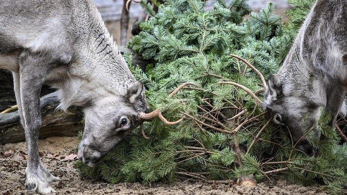 Sisa Pohon Natal Jadi Santapan Lezat Hewan di Bonbin Berlin Reindeer eat Christmas trees at the annual Christmas tree feeding at Berlin Zoo, in Berlin, Thursday Jan. 4, 2024. There's something different on the menu for the elephants and some of their fellow residents at the Berlin Zoo: Christmas trees. The treats were unwrapped at the zoo on Thursday in what has become an annual event. (Jens Kalaene/dpa via AP)