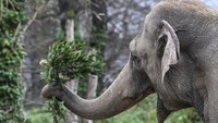 Seekor gajah Asia bermain dengan pohon Natal saat acara pemberian makan pohon Natal tahunan di Kebun Binatang Berlin, di Berlin, Kamis 4 Januari 2024. Ada yang berbeda pada menu gajah dan beberapa penghuni Kebun Binatang Berlin, yakni pohon Natal.