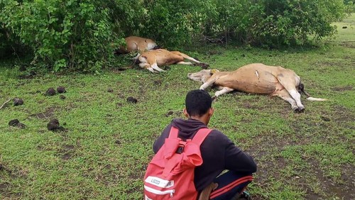 Tiga ekor sapi di Dompu, NTB, mati mendadak karena tersambar petir.