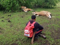 Viral 3 Sapi Mati Mendadak di Dompu, Ini Penyebabnya
