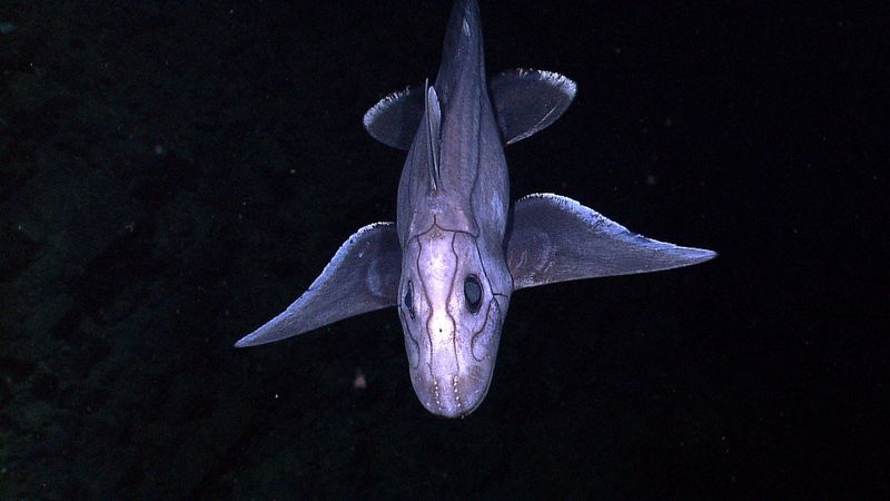 Chimaera (Ghost Shark), hewan aneh di dunia.