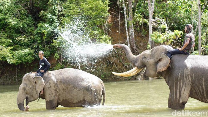 Gajah Sumatera