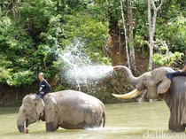 Detik-detik Ngeri Bocah SD di Pekanbaru Diserang Gajah, Ortu Berhasil Lari