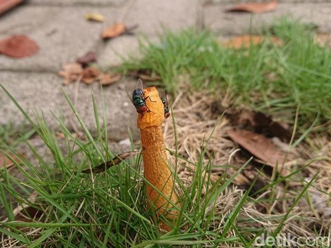 Jamur berbentuk alat kelamin muncul di lamongan