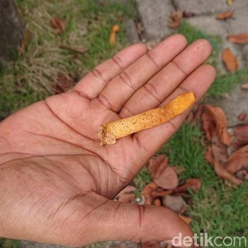 Jamur berbentuk alat kelamin muncul di lamongan
