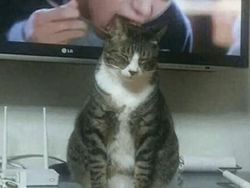 Kumpulan Foto Kebetulan Lucu dengan Jepretan Kamera yang Tepat