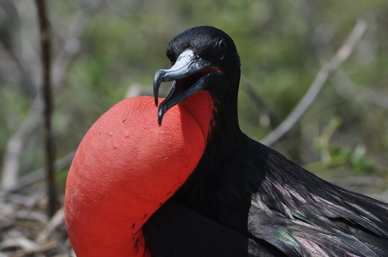 Magnificent Frigatebird, hewan aneh di dunia.