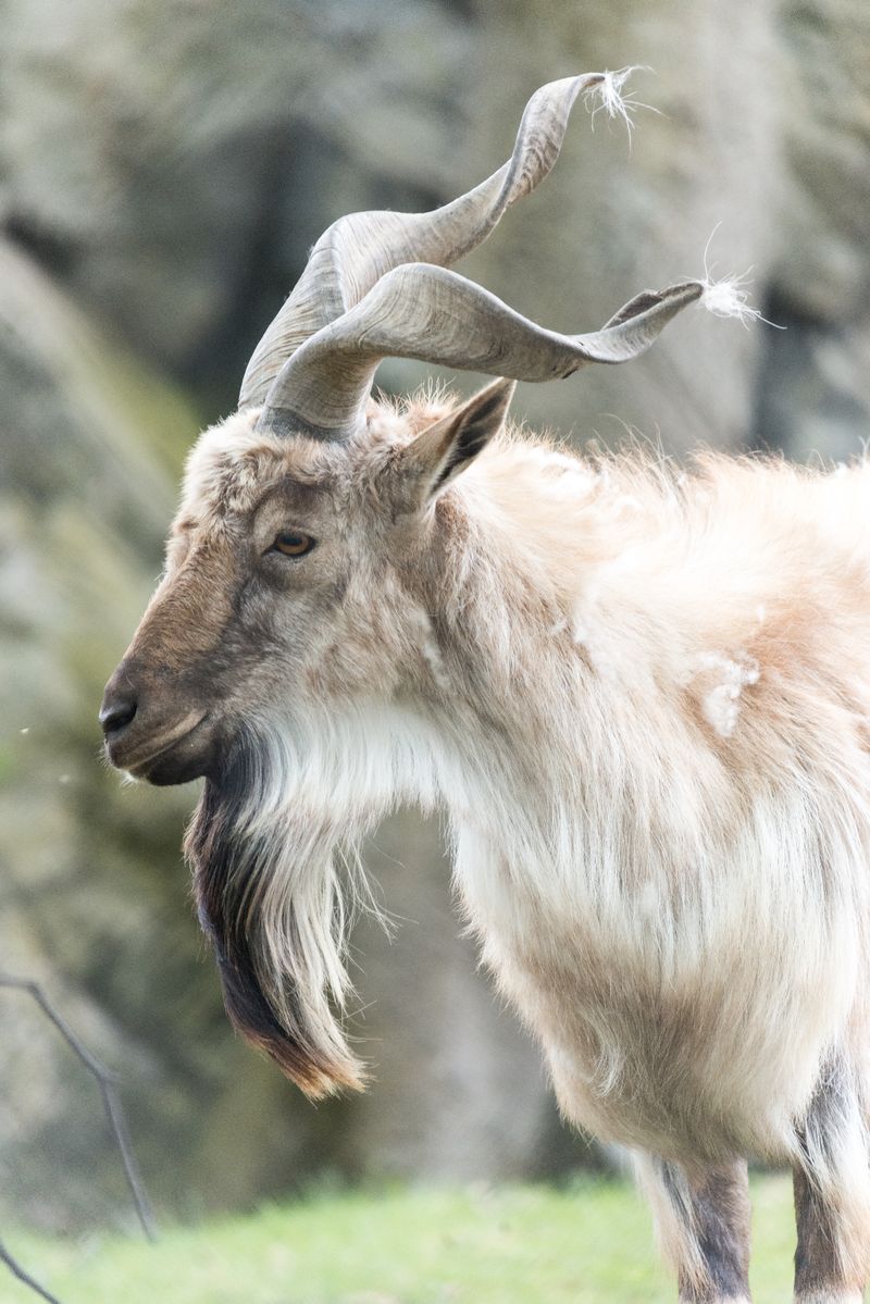 Markhor, hewan aneh di dunia.