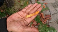 Jamur berwarna kuning dengan bentuk unik tersebut memang tidak seberapa besar, tinggi jamur tersebut hanya setelunjuk jari saja.