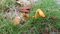 Jamur berbentuk unik dengan warna mencolok, yaitu kuning tersebut baru diketahui oleh warga tumbuh pada Sabtu pagi. Jamur tersebut tumbuh di depan rumah Sunarso yang adalah orangtua dari Kepala desa setempat.