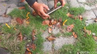 Jamur tersebut juga diketahui tumbuh dibawah pohon sirsak yang ada di depan bengkel yang berada di tepi jalan. Saat ini, banyak dari jamur-jamur ini yang sudah rontok atau mati.